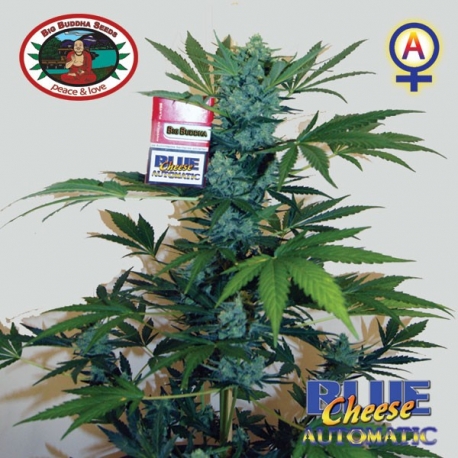 Blue Cheese Automatic | Feminised, Auto, Indoor & Outdoor