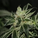 Darkstar | Feminised, Indoor & Outdoor