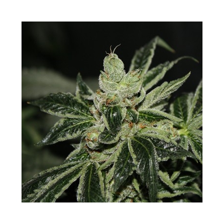 Darkstar | Feminised, Indoor & Outdoor