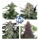 Assorted Auto | Feminised, Auto, Indoor & Outdoor