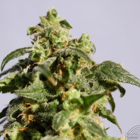 Skunk+ | Feminised, Indoor & Outdoor