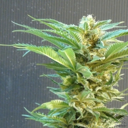 Thai Fantasy | Feminised, Indoor & Outdoor