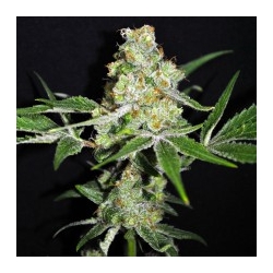 CBD-Outdoor Mix | Feminised, Outdoor