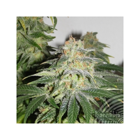 Russian Doll | Feminised, Indoor & Outdoor