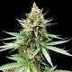 Blue OG | Feminised, Indoor & Outdoor
