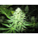 White Widow | Feminised, Indoor & Outdoor
