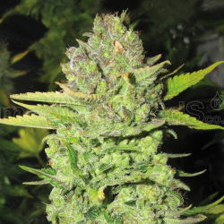 Devil Fruit | Feminised, Indoor & Outdoor