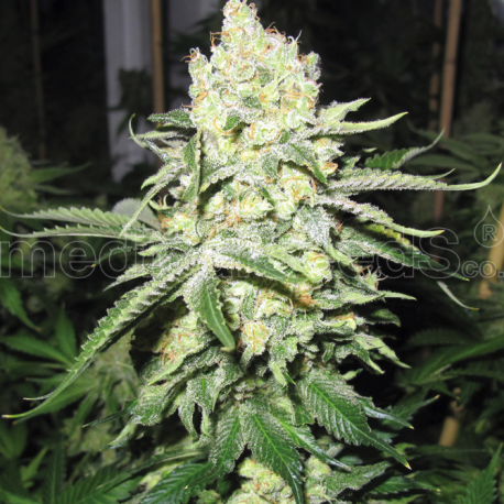 No Name | Feminised, Indoor & Outdoor