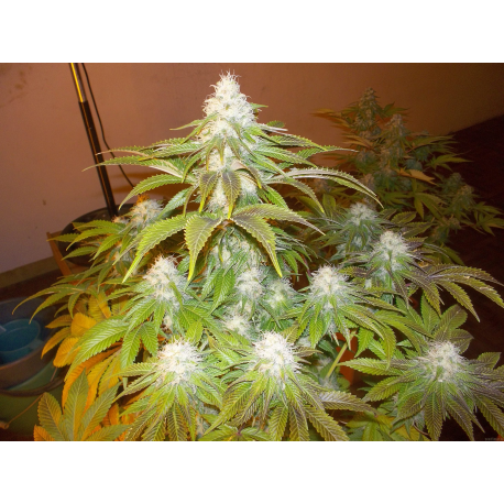 BCN Sour Diesel | Feminised, Indoor & Outdoor