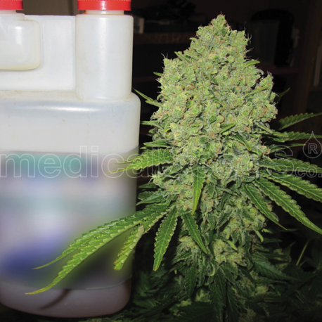 Prozack | Feminised, Indoor & Outdoor