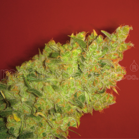 Jack La Mota | Feminised, Indoor & Outdoor