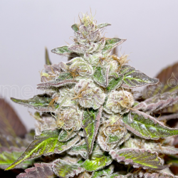 Mendocino Purple Kush | Feminised, Indoor & Outdoor