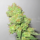 Y Griega CBD | Feminised, Indoor & Outdoor
