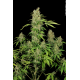 CBD Chronic | Feminised, Indoor & Outdoor