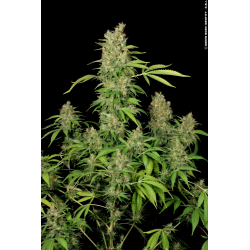 CBD Chronic | Feminised, Indoor & Outdoor