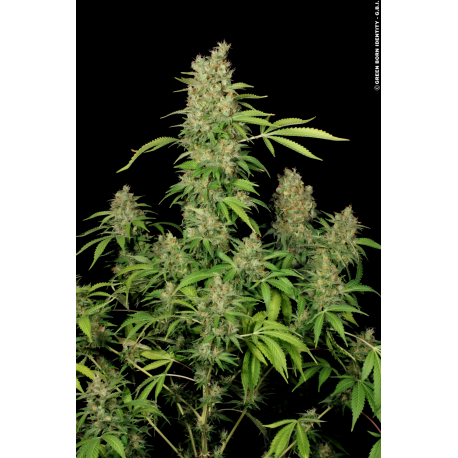 CBD Chronic | Feminised, Indoor & Outdoor