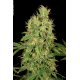CBD Chronic | Feminised, Indoor & Outdoor
