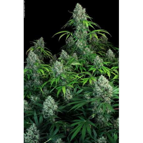 Double Dutch | Feminised, Indoor & Outdoor