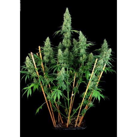 Motavation | Feminised, Indoor & Outdoor