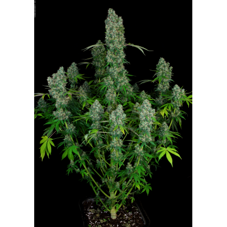 Warlock | Feminised, Indoor & Outdoor