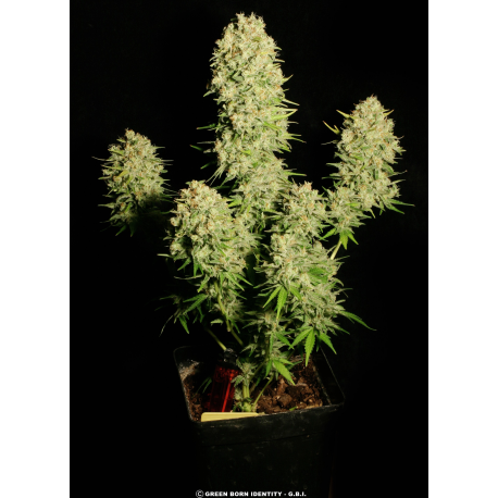 Chronic | Feminised, Indoor & Outdoor