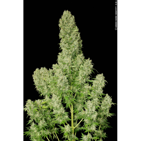 White Russian | Feminised, Indoor & Outdoor