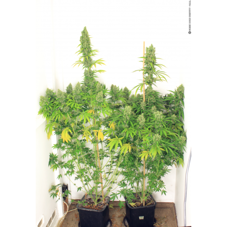 Kali Mist | Feminised, Indoor