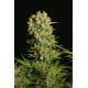 Chronic | Feminised, Indoor & Outdoor