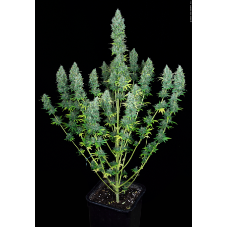 Serious Happiness | Feminised, Indoor & Outdoor