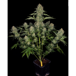 Serious Kush | Feminised, Indoor & Outdoor