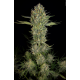 Serious Kush | Feminised, Indoor & Outdoor