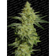 Allkush aka Sheherazade | Feminised, Indoor & Outdoor