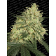 Atomical Haze | Feminised, Indoor & Outdoor
