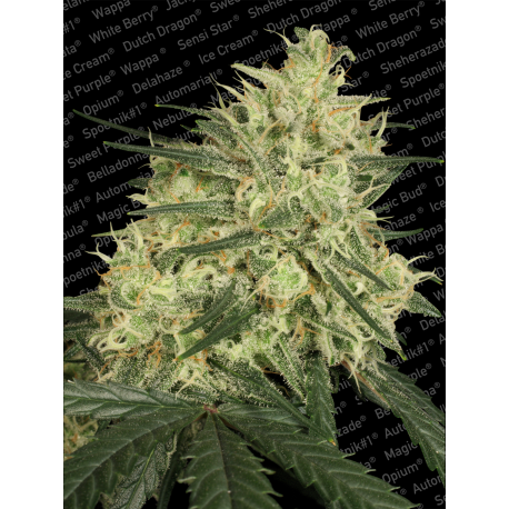 Atomical Haze | Feminised, Indoor & Outdoor