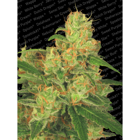 Auto Acid | Feminised, Auto, Indoor & Outdoor