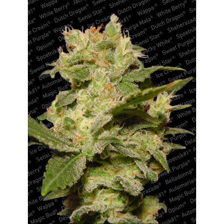 Auto Jack | Feminised, Auto, Indoor & Outdoor