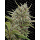 Auto Whiteberry | Feminised, Auto, Indoor & Outdoor