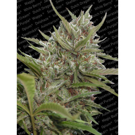 Auto Whiteberry | Feminised, Auto, Indoor & Outdoor