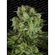 Durga Mata II CBD | Feminised, Indoor & Outdoor