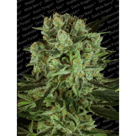 Durga Mata II CBD | Feminised, Indoor & Outdoor