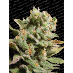 Dutch Dragon | Feminised, Indoor & Outdoor