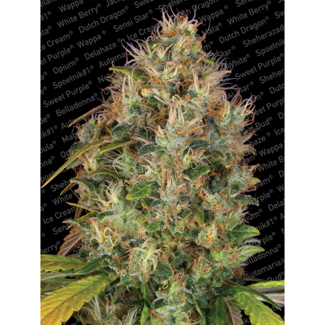 Dutch Kush | Feminised, Indoor & Outdoor