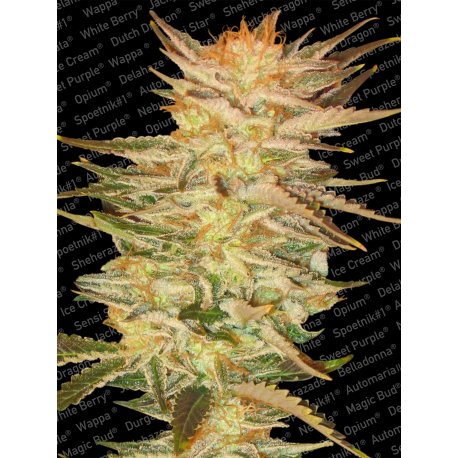 Ice Cream | Feminised, Indoor & Outdoor