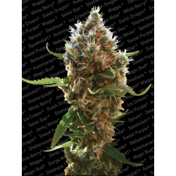 Lucid Bolt | Feminised, Indoor & Outdoor