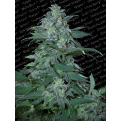 Magic Bud | Feminised, Indoor & Outdoor