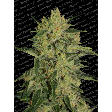 Nebula II CBD | Feminised, Indoor & Outdoor