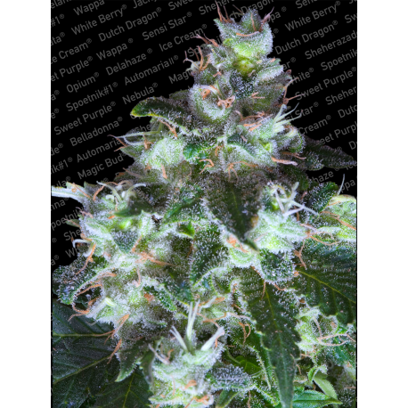 Original White Widow IBL | Feminised, Indoor & Outdoor