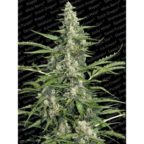 Pandora | Feminised, Auto, Indoor & Outdoor