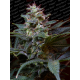 Sweet Purple | Feminised, Outdoor