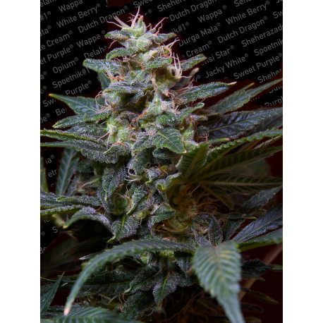 Sweet Purple | Feminised, Outdoor